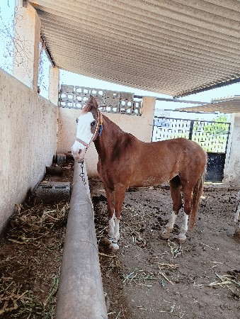 કાઠિયાવાડી પંચ કલ્યાણી (લાલ)