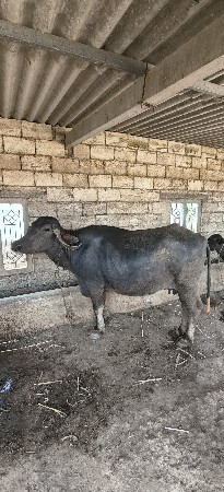 ભેંસ વેચવાની છે
