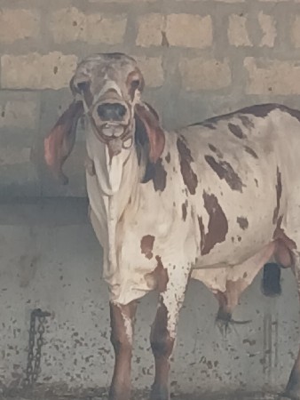 3થી4 માણસ ની જરૂર છે