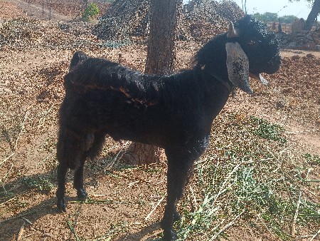 વેસવાનું છે