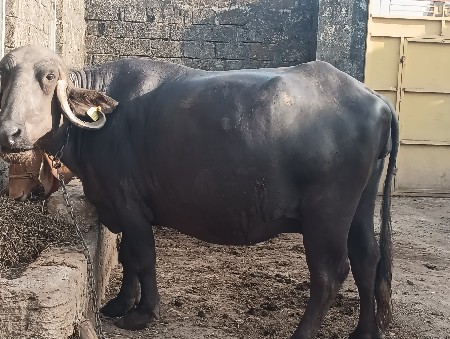 ભેંસ વેચવાની છે