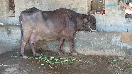 ભેંશ વેચવાની છે