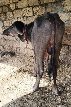 પાડો
