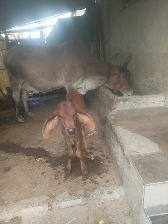 ગાય વેચવાની છે
