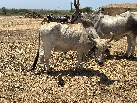બળદ વેચવા ના છે.3. વાવણી કરેલ છે