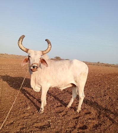 બળદ વેચવાના છે