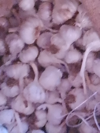લસણ આપવાનું છે