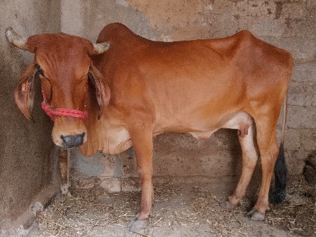 ગાય વેચવાની છે