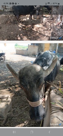 4  વેતર  છે