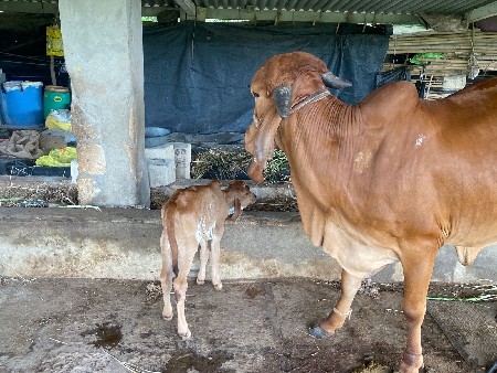 ગાય વેચવાની છે