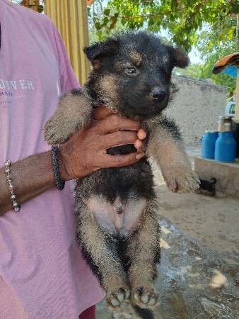 જર્મન શેફર્ડ બપી વેચવાના છે  ડબલ