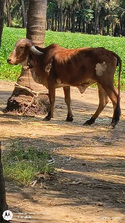 હોળકી વેચવાની છે