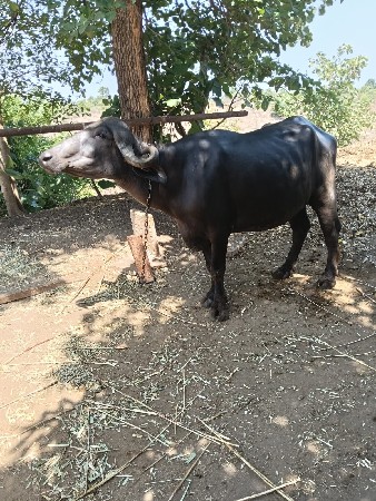 ભેંસ વેચવાની છે