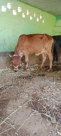 ગાય વેસવા ની સે