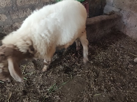 ઘેટાં વેચવા ના છે