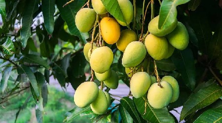 kesar keri