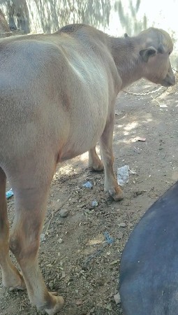 ભુરી ખળેલી વેચવાની સે