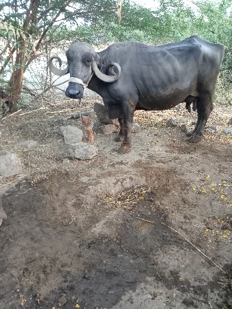 2 ભેસો વેસવા ની છે