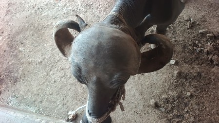 જાફરાબાદી ઓરીજનાલ