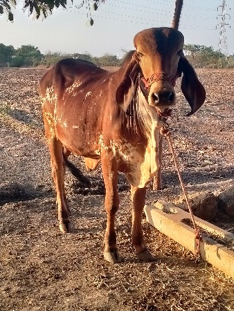 ગીર નંદી વેચવાનો છે