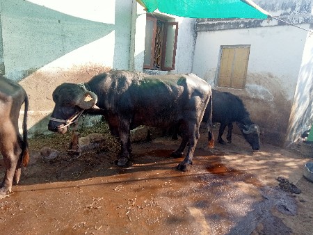 પાડો વેચવાનો છે
