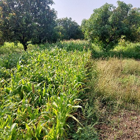 મકાઈ