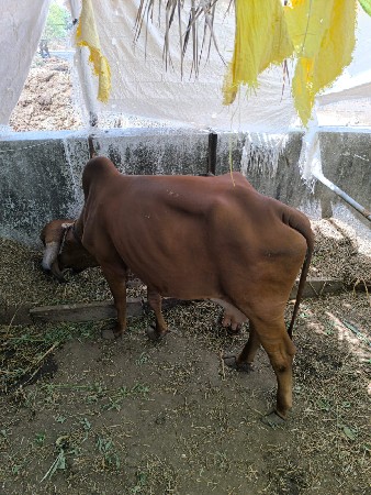 ગાઈ વેચવાની છે