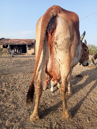 ગાય વેચવાની છે