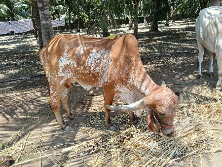 ગીર ગાય વેચવાની
