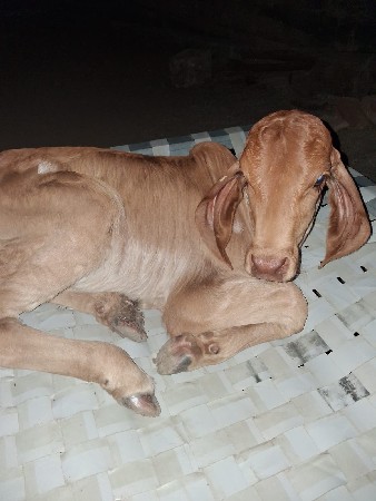 સોન કપીલા ગાય વેચવાની છે
