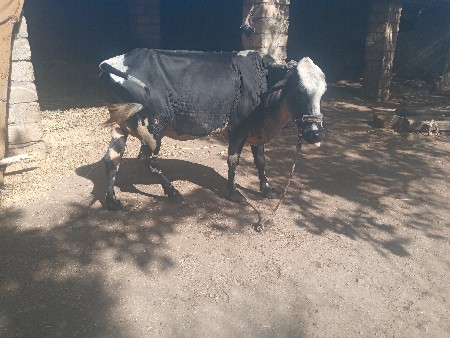 ગાય વેચવા ની છા