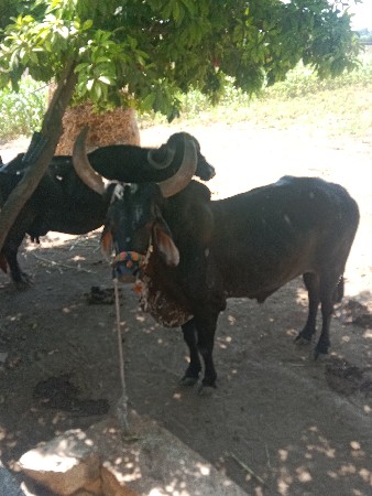 બ‌્‌

બળદ વેચવાનું છે