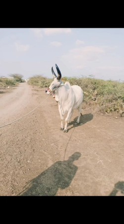 બળદ