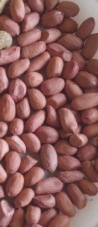 K 41 નું બીયારણ વેચવાનું છે