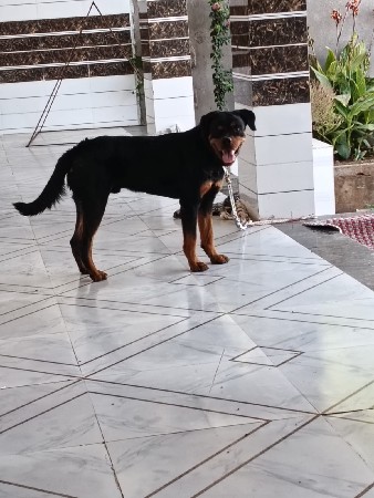 rottweiler vechva no chhe