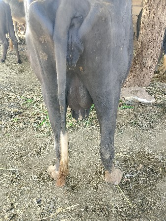 ભેંસ