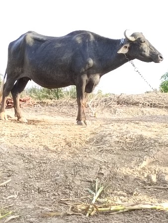 પેલું વેતર છે મહિના ની કાચી છે