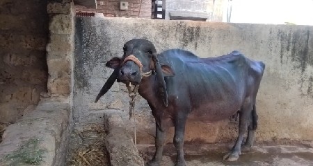 ભેંસ વેચવાની છે....