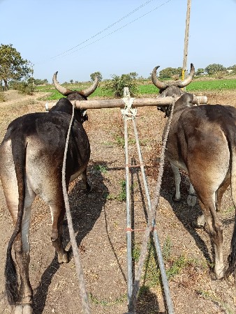 બળદ વેચવાના છે