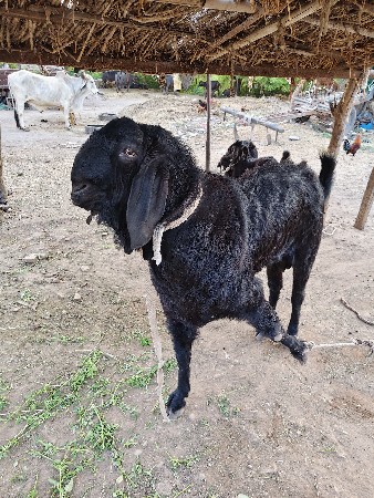 જામખંભાળિયા