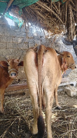 ગાય. વેચવાની. છે