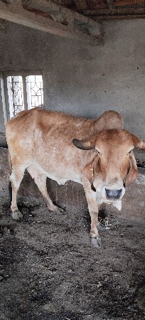 ગાય
