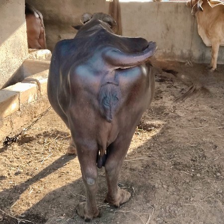 भूरी भेश वेशवानीशे