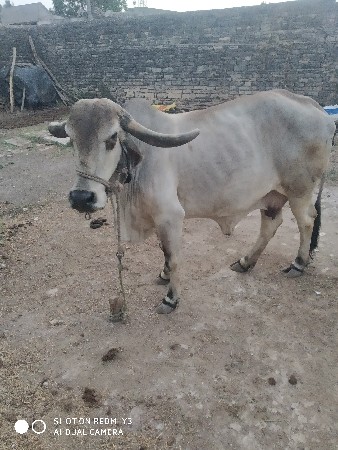 ગાય વેચવાની છે