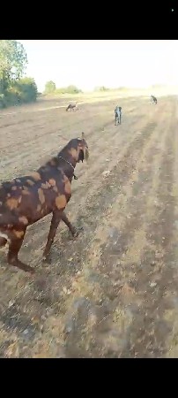 બકરો 1