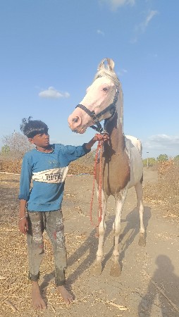 આ વસેરી વેચવાની છે હાઈટ 57+