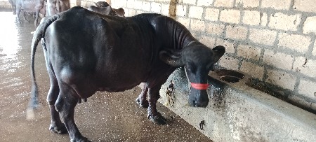 ચોથું વેતર વ્યાસે