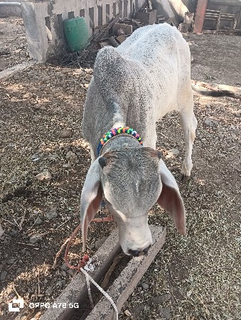 કારૈજ