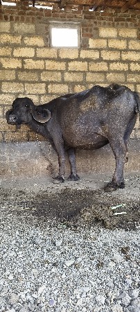 બે ભેંશ વેશ ની છે સાટા પણ કરસુ