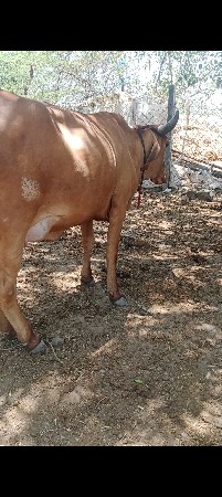 જરશી